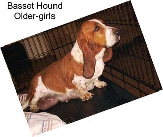 Basset Hound Older-girls