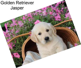 Golden Retriever Jasper