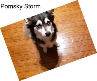Pomsky Storm