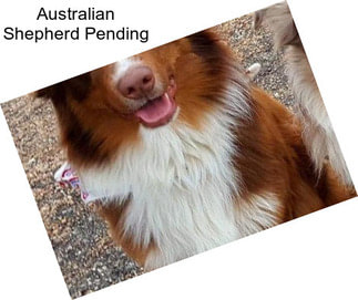 Australian Shepherd Pending