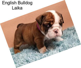 English Bulldog Laika