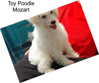 Toy Poodle Mozart