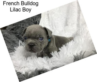 French Bulldog Lilac Boy