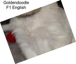 Goldendoodle F1 English