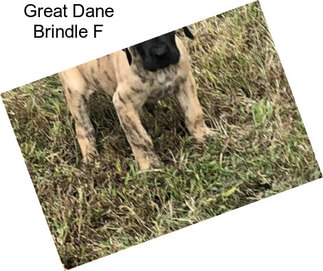 Great Dane Brindle F