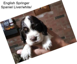 English Springer Spaniel Liver/white/