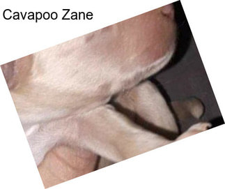 Cavapoo Zane