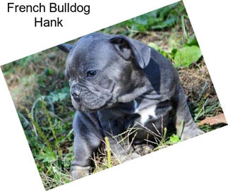 French Bulldog Hank