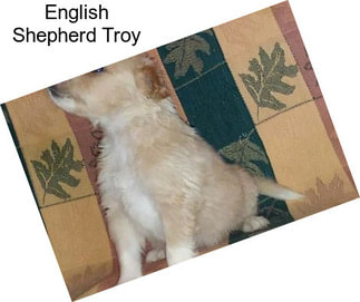 English Shepherd Troy