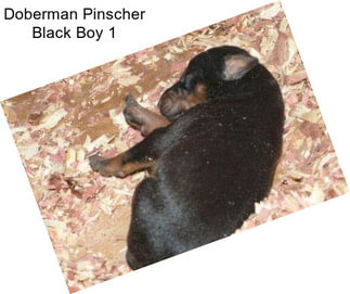 Doberman Pinscher Black Boy 1