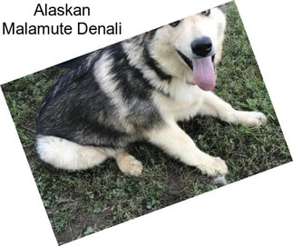 Alaskan Malamute Denali