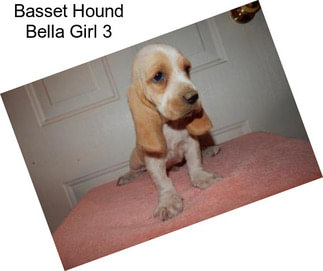 Basset Hound Bella Girl 3