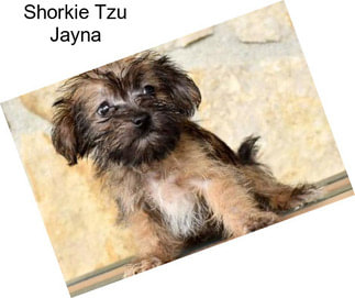 Shorkie Tzu Jayna