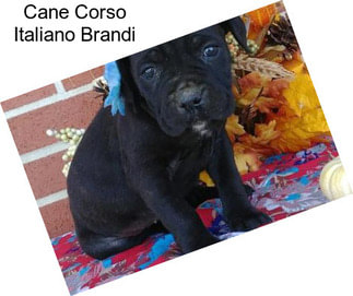 Cane Corso Italiano Brandi