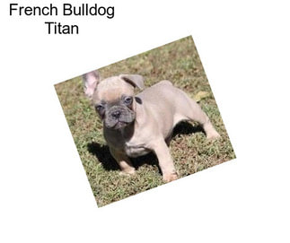 French Bulldog Titan