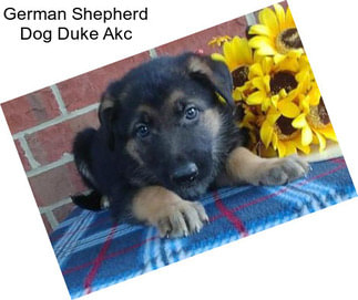 German Shepherd Dog Duke Akc