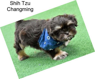 Shih Tzu Changming