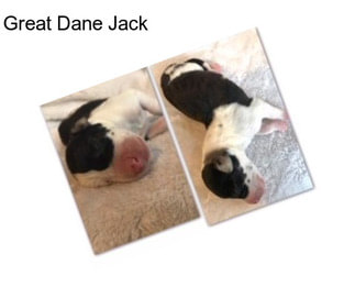 Great Dane Jack