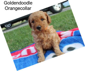 Goldendoodle Orangecollar