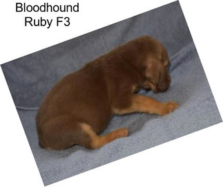 Bloodhound Ruby F3