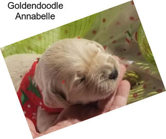 Goldendoodle Annabelle