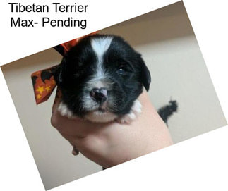 Tibetan Terrier Max- Pending