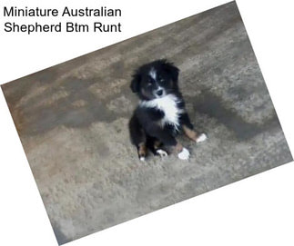 Miniature Australian Shepherd Btm Runt