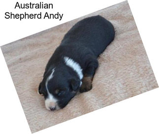 Australian Shepherd Andy