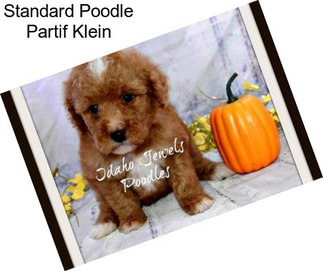 Standard Poodle Partif Klein