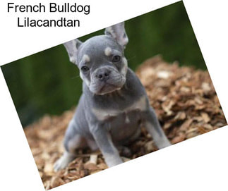 French Bulldog Lilacandtan