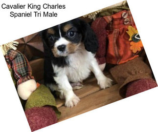 Cavalier King Charles Spaniel Tri Male