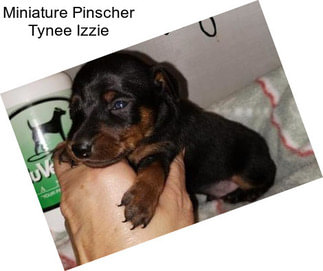 Miniature Pinscher Tynee Izzie