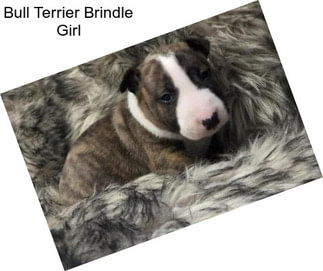 Bull Terrier Brindle Girl