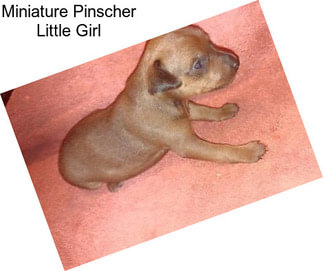 Miniature Pinscher Little Girl