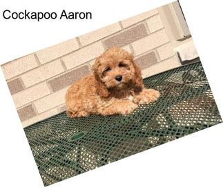 Cockapoo Aaron