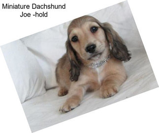 Miniature Dachshund Joe -hold