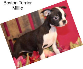 Boston Terrier Millie