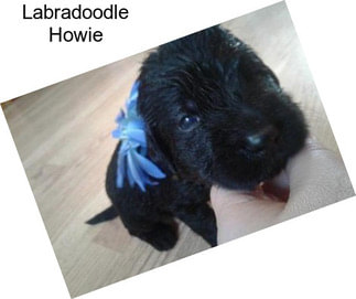 Labradoodle Howie