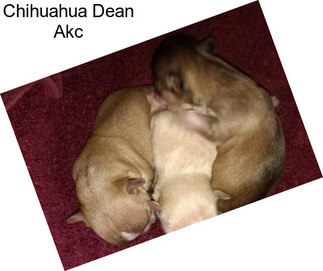 Chihuahua Dean Akc