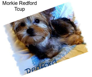 Morkie Redford Tcup