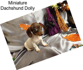 Miniature Dachshund Dolly