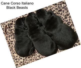 Cane Corso Italiano Black Beasts