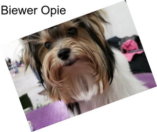 Biewer Opie