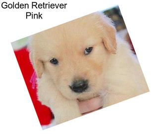 Golden Retriever Pink