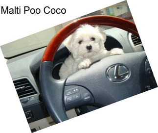 Malti Poo Coco