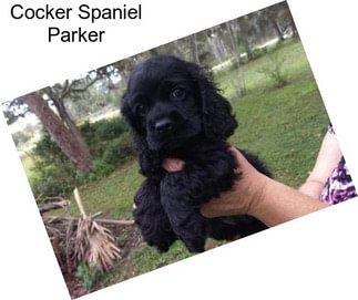 Cocker Spaniel Parker