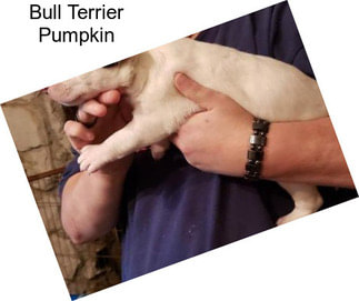 Bull Terrier Pumpkin