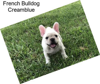 French Bulldog Creamblue