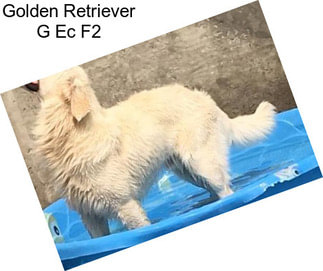 Golden Retriever G Ec F2