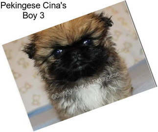 Pekingese Cina\'s Boy 3